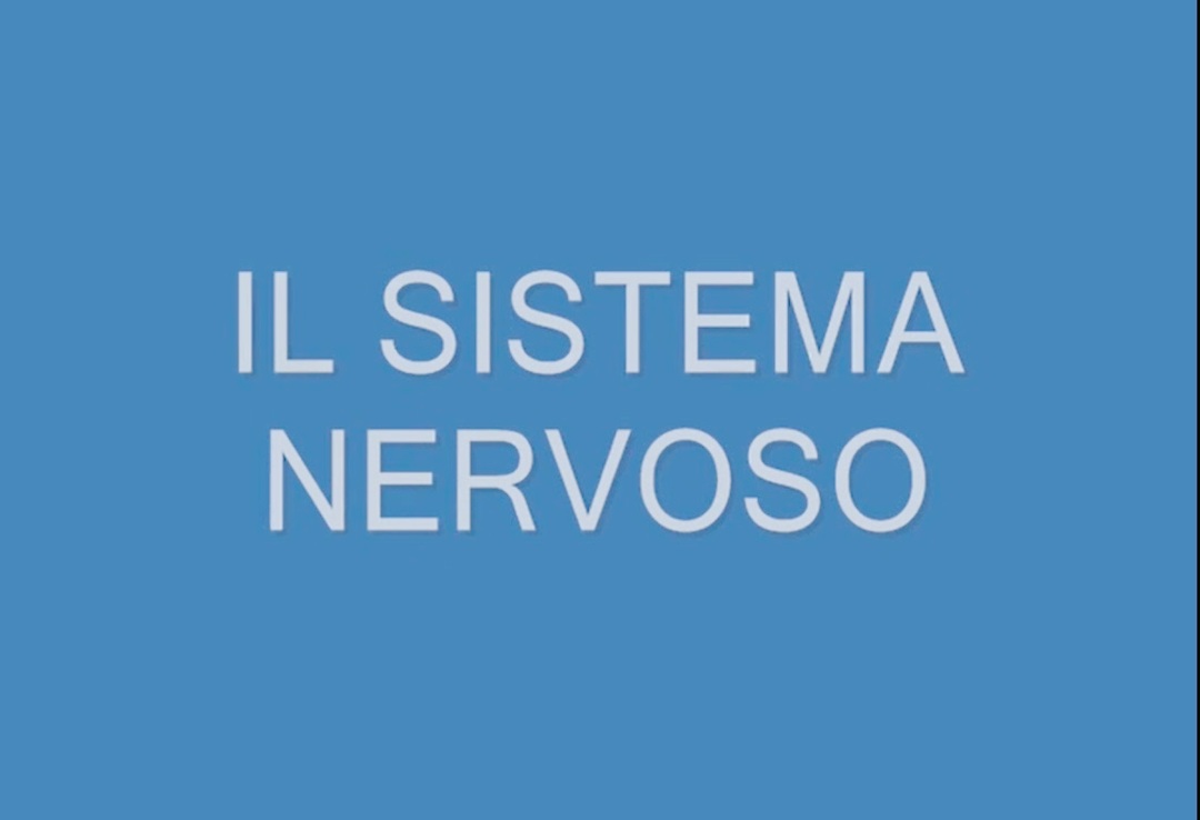 Il Sistema nervoso